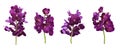 Set of cut out purple vanda orchids stem isolated on white background on summer season Royalty Free Stock Photo