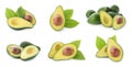 Set of cut and whole avocados on background, banner design