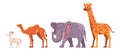 Set of cute Africa safari animal collection like deer camel elephant and girrafe in white background cartoon