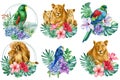 Set of cute african animals, childrens poster with lions and parrots, watercolor illustration Royalty Free Stock Photo