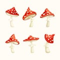 Set of cute Amanita Muscaria, fly agaric poisonous forest mushroom with red spotted cap vector illustration