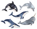 Set of Cute baby Dolphin, narwhal, Killer whale or Orcinus orca. Underwater animal. Hand drawn watercolor illustration Royalty Free Stock Photo