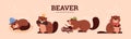 Set of cute beavers in different poses, cartoon flat vector illustration on beige background.