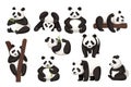 Set of cute big panda in different poses cartoon animal design flat vector illustration Royalty Free Stock Photo