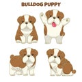 Set cute bulldog puppy