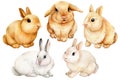 Set of cute bunnies painted in watercolor, beautiful bunny.