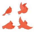 Set of cute cartoon birds red cardinal isolated on white background. Vector graphics Royalty Free Stock Photo