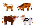 a set of cute cartoon cows and a calf. vector isolated on a white background Royalty Free Stock Photo