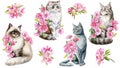 Set of Cute cat and pink apple flowers, sakura. Watercolor painting illustration, Spring Animal for design, poster, card