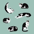 Set of cute cat in various poses: sleeping, sit, stretching. Black and white cat with green eyes  isolated on blue  background. Royalty Free Stock Photo