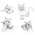 Set of cute cats drawn by a liner Royalty Free Stock Photo