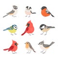 Collection of cute winter birds