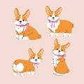 A set of cute corgi dogs with bows on their necks. Vector graphics. Royalty Free Stock Photo