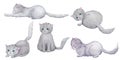 A set of cute fluffy gray cats in different poses. Collection of watercolor illustrations Royalty Free Stock Photo