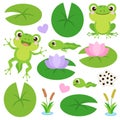 Set of Cute frog cartoon. Wild animal drawing. Egg masses, tadpole, froglet, frog. Educational vector illustration.