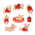 Set cute funny corgi dogs in jacket. Character in cartoon style for design. Vector illustration, isolated icon on white Royalty Free Stock Photo