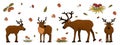 Set of Cute hand drawn cartoon isolated deers with antlers or caribou, mushrooms, leaves, grass, fly agarics, porcini mushrooms,