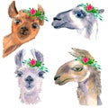 Set of cute hand drawn llamas. With cheerful eyes. Flowers and wreaths on the head.