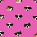 Set of cute Jack Russell Terrier dog with sunglasses. Funny collection head pattern of happy puppy Royalty Free Stock Photo