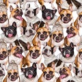 Set of cute little dog French bulldog. Funny collection pictures pattern of different happy puppy, isolated for print