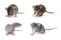 Set of cute little rats on white background