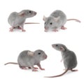 Set of cute little rats on white background