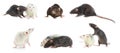 Set of cute little rats on background. Banner design