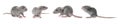 Set of cute little rats on white background. Banner design