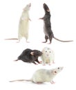 Set of cute little rats on background