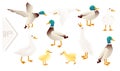 Set of cute mallard duck cute flying goose cartoon animal design vector illustration on white background Royalty Free Stock Photo