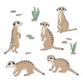 Set of cute Meerkats isolated on white background.