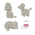 Set of cute poodle illustration in different poses.