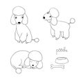 Set of cute poodle illustration in different poses.