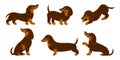 Set of cute purebred dachshund dogs in different poses. Cartoon style illustration Royalty Free Stock Photo