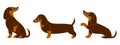 Set of cute purebred dachshunds in different poses. Illustration in cartoon style vector Royalty Free Stock Photo