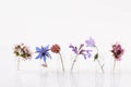 Set of cute purple and blue small flowers in glass bottles on a white background. Concept of spring women's