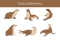 Set of cute seals in different poses. Vector illustration.