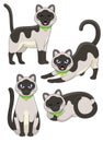 Set of cute siamese cat Royalty Free Stock Photo