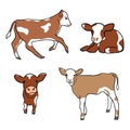 Set of cute spotted calf. Little cow runs, sniffs, walks, lies. Vector decor element for kids t-shirt design. Isolated animals on