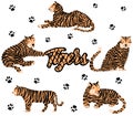 Set of cute tigers. Hand-drawn animals
