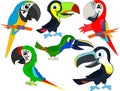 Set of Cute Vector cartoon macaw parrots and toucans Royalty Free Stock Photo