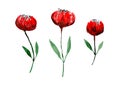 Set of cute watercolor red poppies flowers Royalty Free Stock Photo