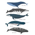 Set Of Cute Whales Illustration Isolated On White Background For Children Designs