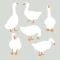 Set of cute white geese. Vector goose illustration Royalty Free Stock Photo