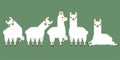 Set of cute white llama animal in different postures. Design for card, sticker , fabric textile, t shirt. children, kid modern tre