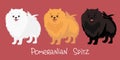 set of cute white, orange and dark isolated on red background dog breed Pomeranian isolated Colorful vector Illustration