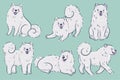 Set of cute white samoyed breed dogs. Vector graphics Royalty Free Stock Photo