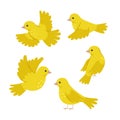 Set of cute yellow canaries isolated on white background. Vector graphics