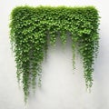 Set of cutout dichondra creeper plant and