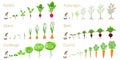 Set of cycles of growth of vegetables on a white background.